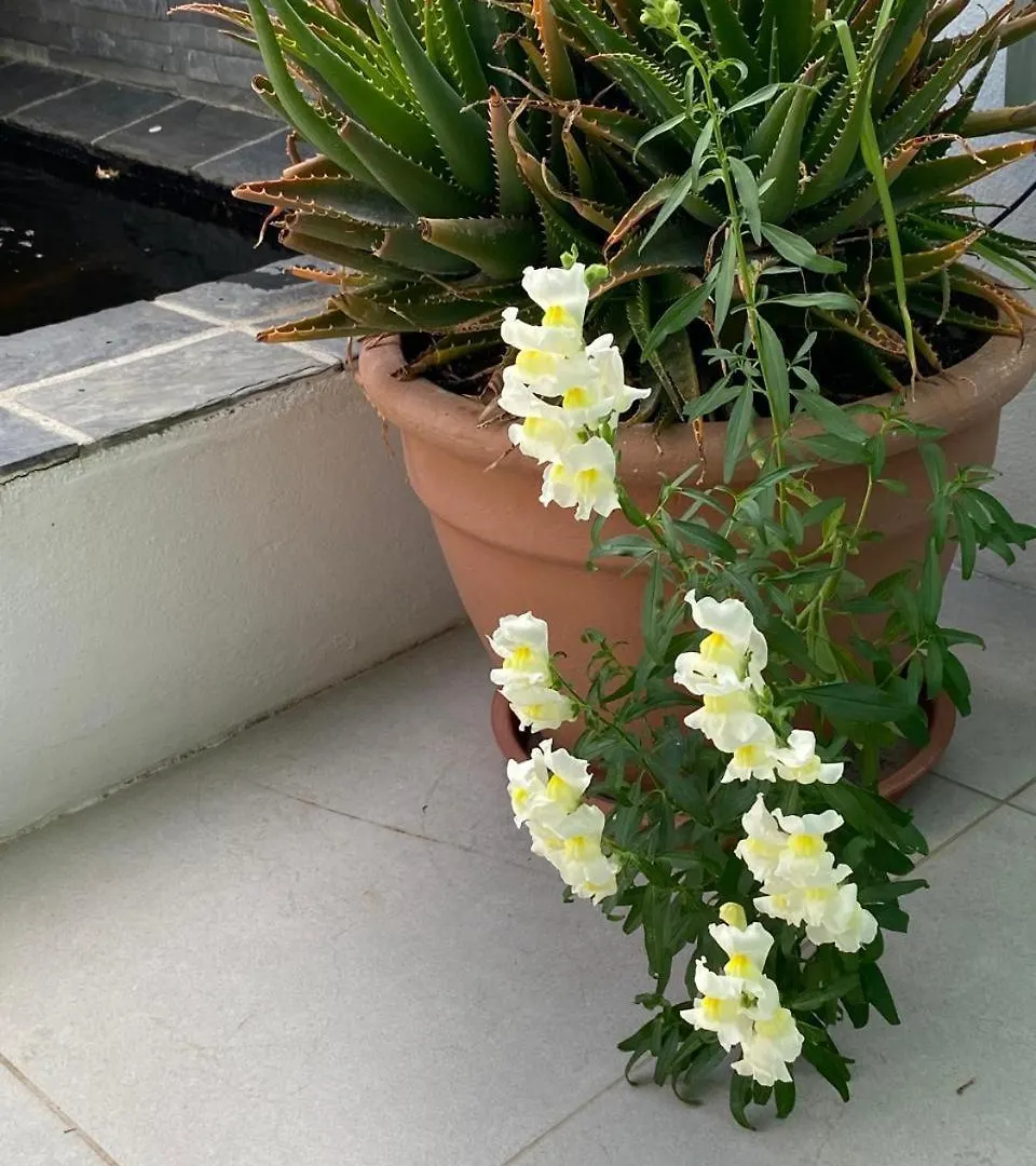 Braeside 12 Daire Cape Town